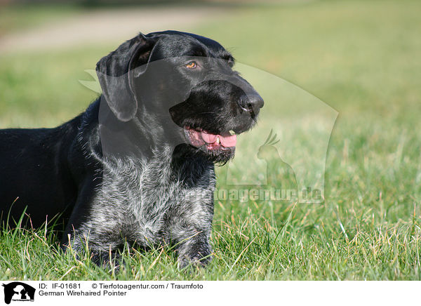 Deutsch Drahthaar / German Wirehaired Pointer / IF-01681