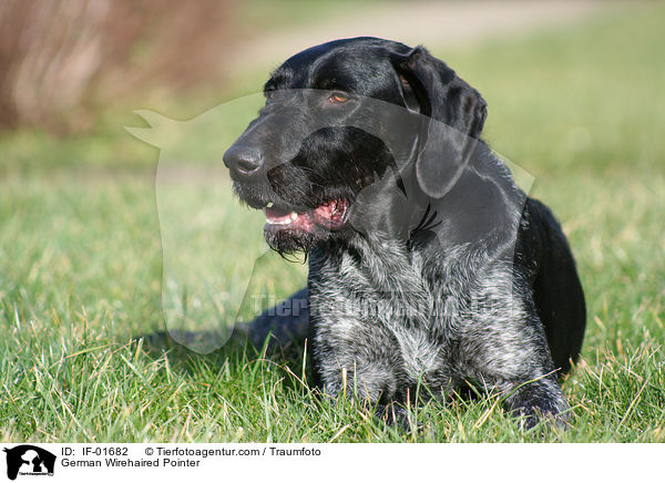 Deutsch Drahthaar / German Wirehaired Pointer / IF-01682