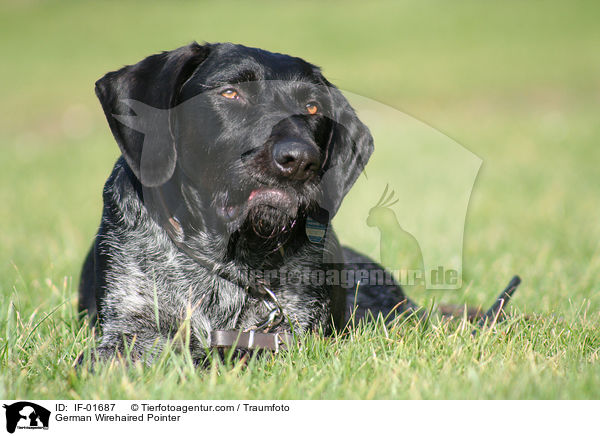 Deutsch Drahthaar / German Wirehaired Pointer / IF-01687