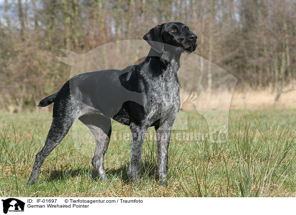 German Wirehaired Pointer / IF-01697