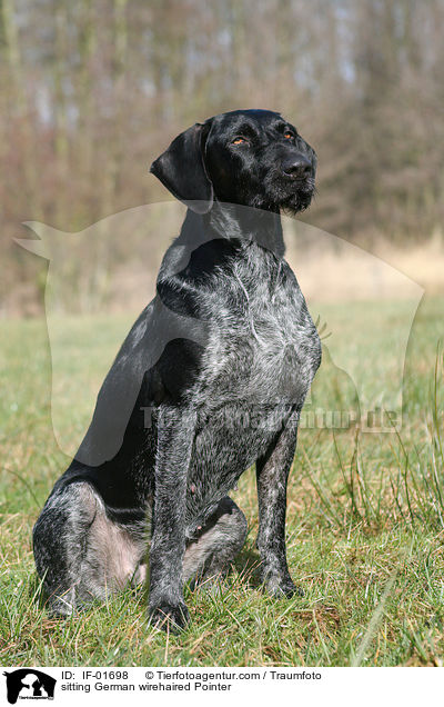 sitzender Deutsch Drahthaar / sitting German wirehaired Pointer / IF-01698