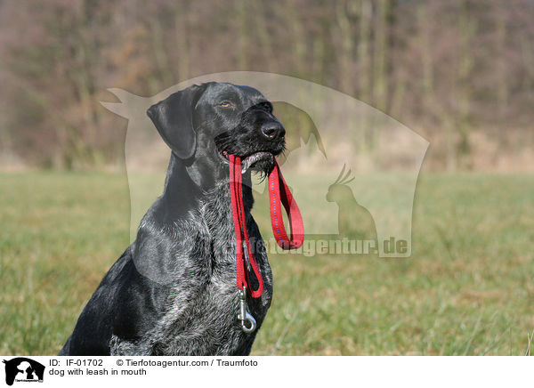 Hund trgt Leine im Maul / dog with leash in mouth / IF-01702