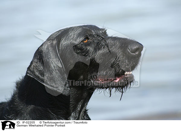 Deutsch Drahthaar Portrait / German Wirehaired Pointer Portrait / IF-02205