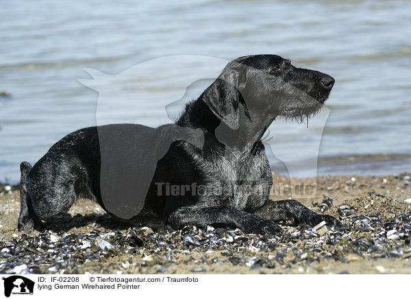 liegender Deutsch Drahthaar / lying German Wirehaired Pointer / IF-02208