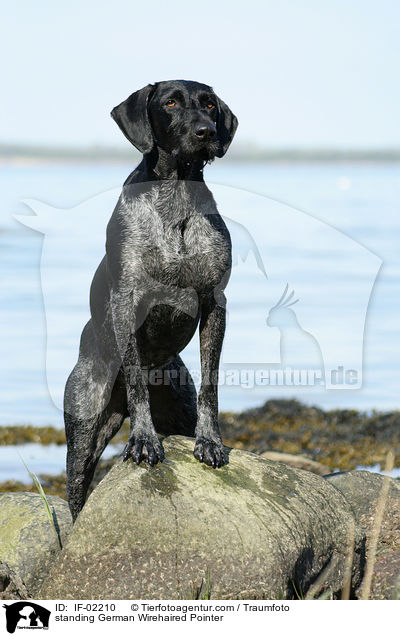 stehender Deutsch Drahthaar / standing German Wirehaired Pointer / IF-02210