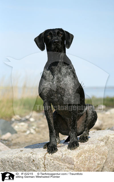 sitzender Deutsch Drahthaar / sitting German Wirehaired Pointer / IF-02215