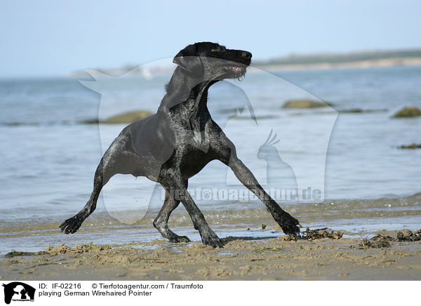 playing German Wirehaired Pointer / IF-02216