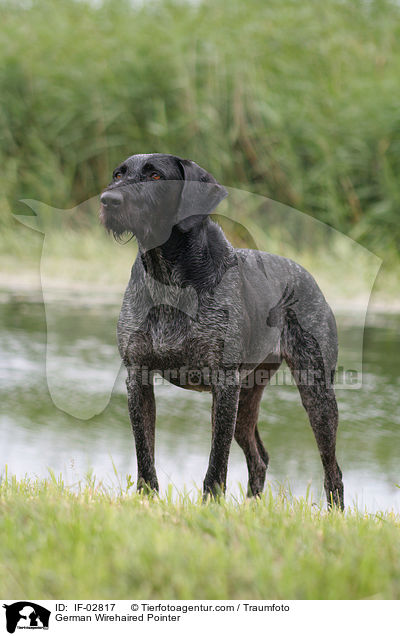 Deutsch Drahthaar / German Wirehaired Pointer / IF-02817