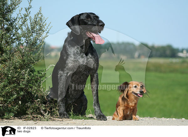 zwei Hunde / two dogs / IF-02823