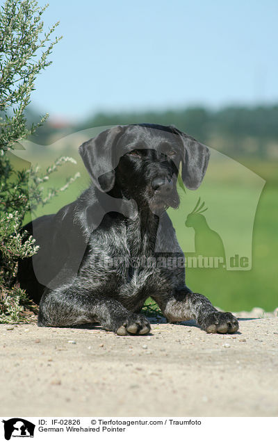 Deutsch Drahthaar / German Wirehaired Pointer / IF-02826