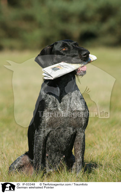 Deutsch Drahthaar Hndin / German wirehaired Pointer / IF-03348