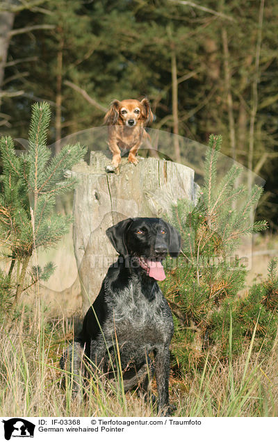 Deutsch Drahthaar Hndin / German wirehaired Pointer / IF-03368