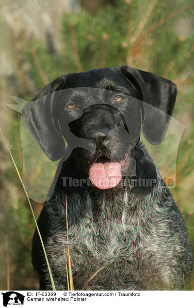 German wirehaired Pointer / IF-03369