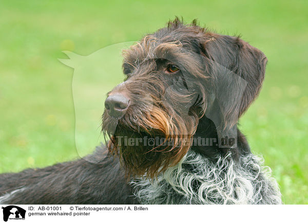 Deutsch Drahthaar / german wirehaired pointer / AB-01001