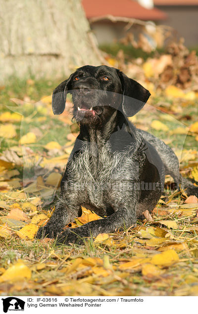 lying German Wirehaired Pointer / IF-03616