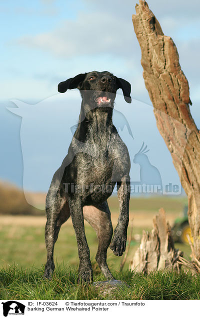bellender Deutsch Drahthaar / barking German Wirehaired Pointer / IF-03624