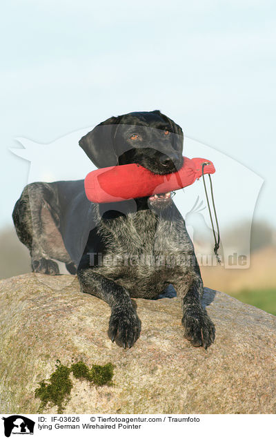 liegender Deutsch Drahthaar / lying German Wirehaired Pointer / IF-03626
