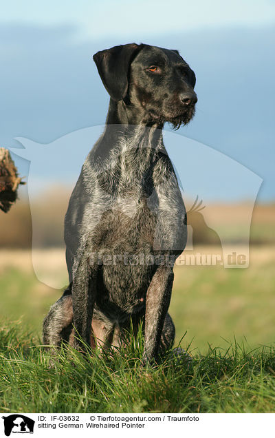 sitting German Wirehaired Pointer / IF-03632