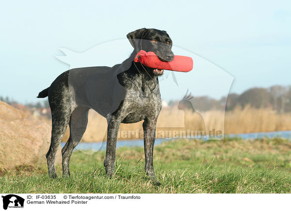 Deutsch Drahthaar / German Wirehaired Pointer / IF-03635