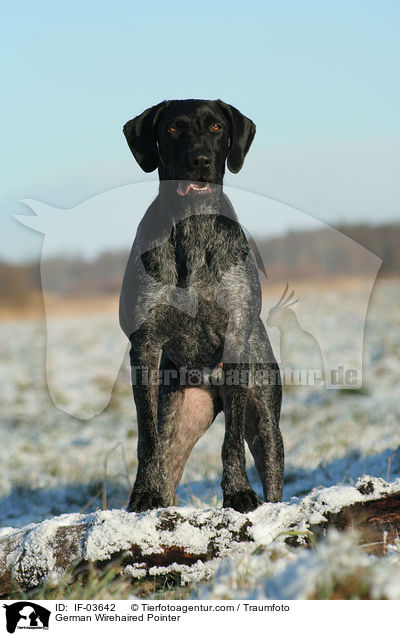 Deutsch Drahthaar / German Wirehaired Pointer / IF-03642