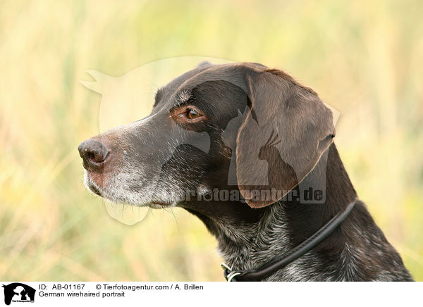 Deutsch Drahthaar Portrait / German wirehaired portrait / AB-01167