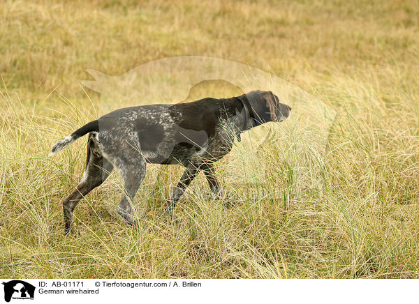 Deutsch Drahthaar / German wirehaired / AB-01171