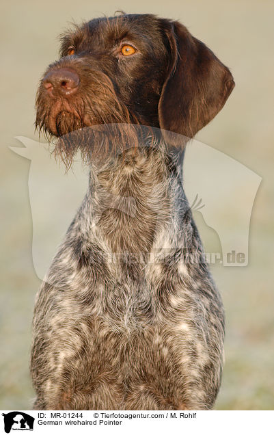 Deutsch Drahthaar / German wirehaired Pointer / MR-01244