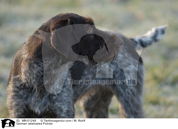 Deutsch Drahthaar / German wirehaired Pointer / MR-01248