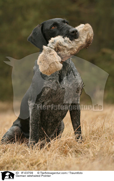Deutsch Drahthaar apportiert Dummy / German wirehaired Pointer / IF-03709