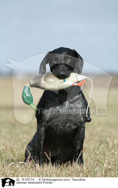 Deutsch Drahthaar apportiert Dummy / German wirehaired Pointer / IF-03714