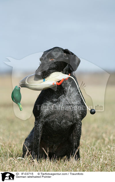 Deutsch Drahthaar apportiert Dummy / German wirehaired Pointer / IF-03715