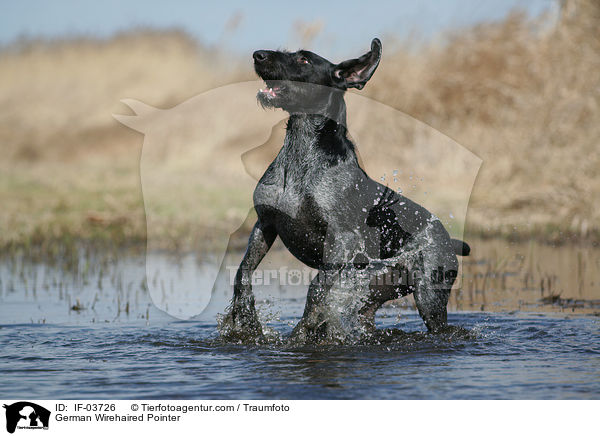 German Wirehaired Pointer / IF-03726