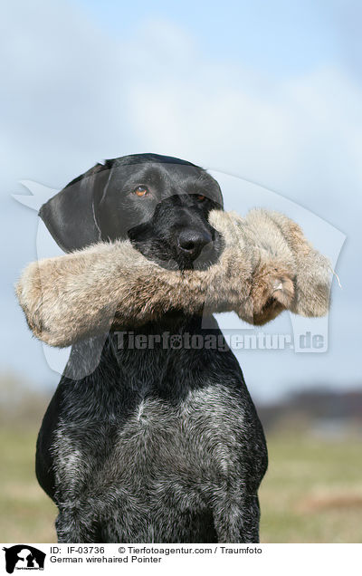 Deutsch Drahthaar apportiert Dummy / German wirehaired Pointer / IF-03736