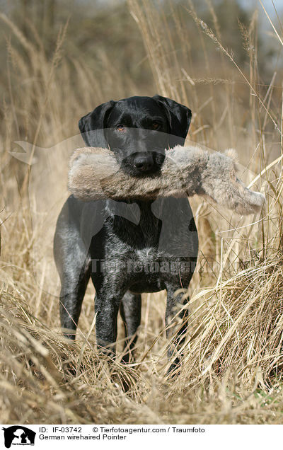 Deutsch Drahthaar apportiert Dummy / German wirehaired Pointer / IF-03742