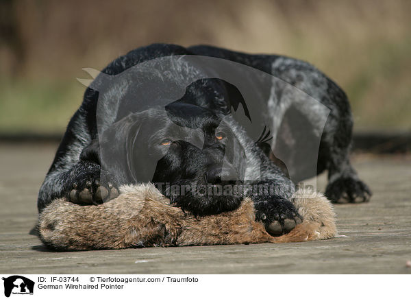 Deutsch Drahthaar Hndin / German Wirehaired Pointer / IF-03744