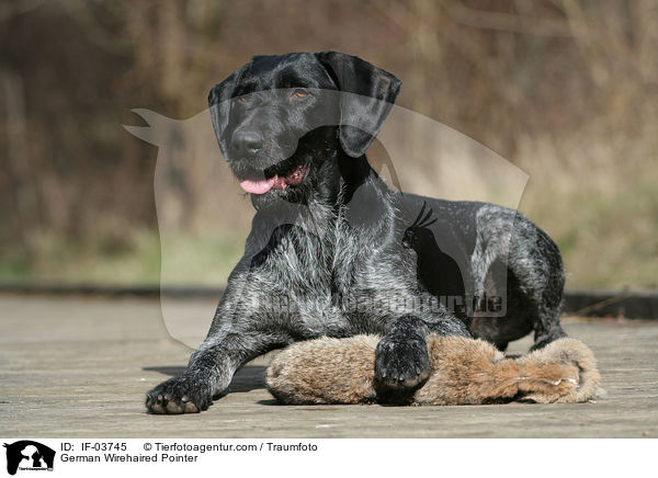 Deutsch Drahthaar Hndin / German Wirehaired Pointer / IF-03745