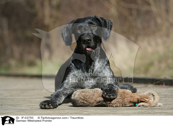 Deutsch Drahthaar Hndin / German Wirehaired Pointer / IF-03750