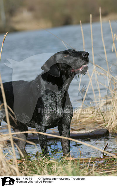 Deutsch Drahthaar Hndin / German Wirehaired Pointer / IF-03751