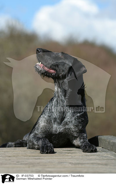 Deutsch Drahthaar Hndin / German Wirehaired Pointer / IF-03753