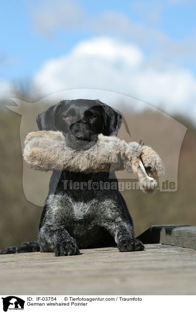 Deutsch Drahthaar apportiert Dummy / German wirehaired Pointer / IF-03754