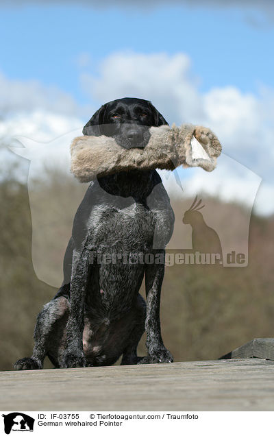 Deutsch Drahthaar apportiert Dummy / German wirehaired Pointer / IF-03755