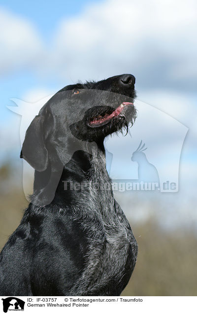 Deutsch Drahthaar Hndin / German Wirehaired Pointer / IF-03757