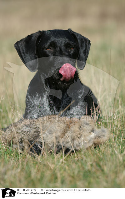 Deutsch Drahthaar Hndin / German Wirehaired Pointer / IF-03759