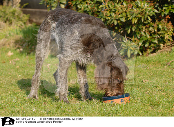 fressender Deutsch Drahthaar / eating German wiredhaired Pointer / MR-02150