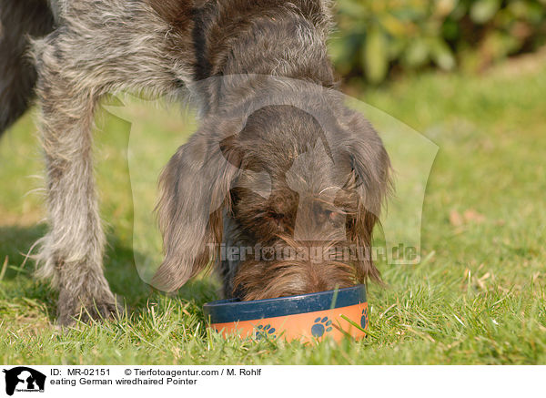 fressender Deutsch Drahthaar / eating German wiredhaired Pointer / MR-02151