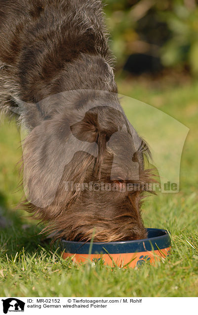 fressender Deutsch Drahthaar / eating German wiredhaired Pointer / MR-02152