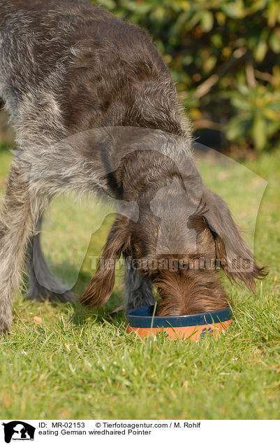 fressender Deutsch Drahthaar / eating German wiredhaired Pointer / MR-02153
