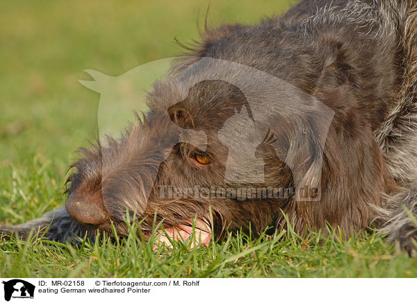 fressender Deutsch Drahthaar / eating German wiredhaired Pointer / MR-02158