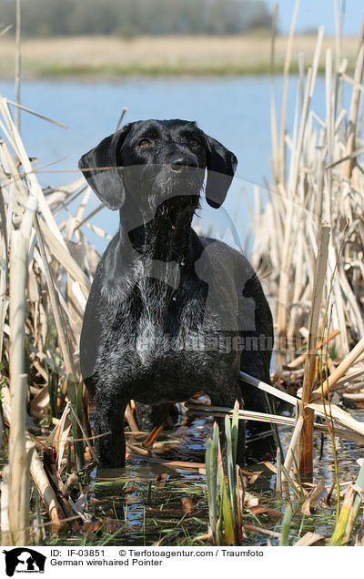 Deutsch Drahthaar / German wirehaired Pointer / IF-03851
