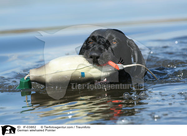German wirehaired Pointer / IF-03862
